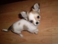 /album/fotogaleria2/januar-2011-044-jpg1/